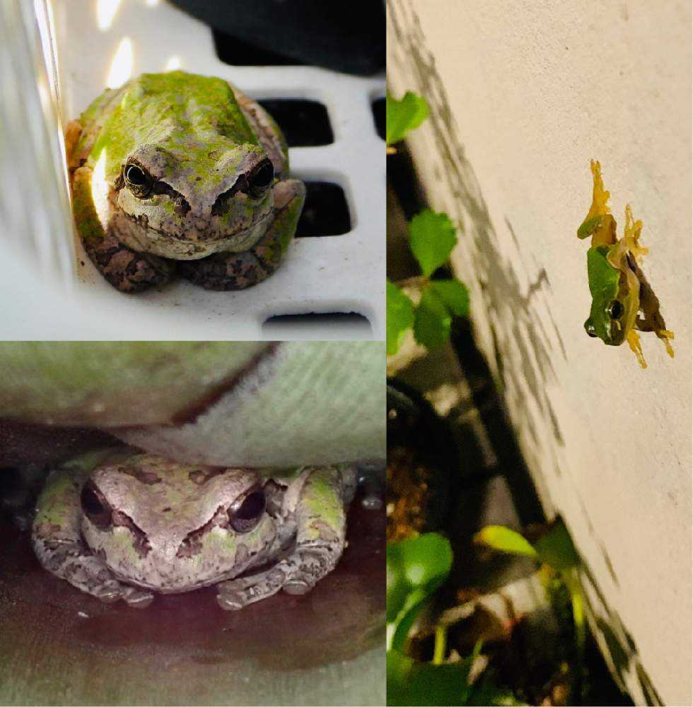 カエルノウタ下半期 Greensnap グリーンスナップ