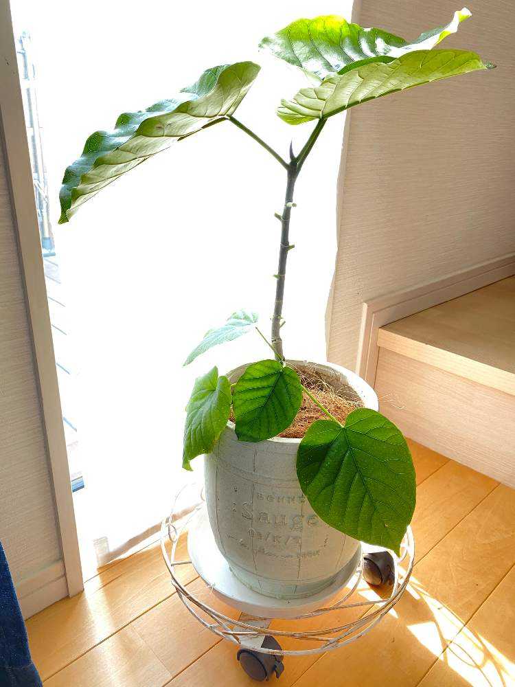 ウンベラータの曲げ木にチャレンジ Greensnap グリーンスナップ