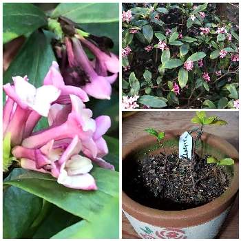 沈丁花の挿し木の投稿画像一覧 Greensnap グリーンスナップ