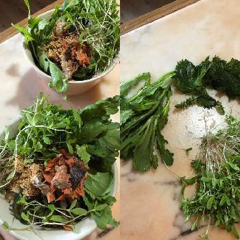 穂紫蘇の投稿画像一覧 Greensnap グリーンスナップ