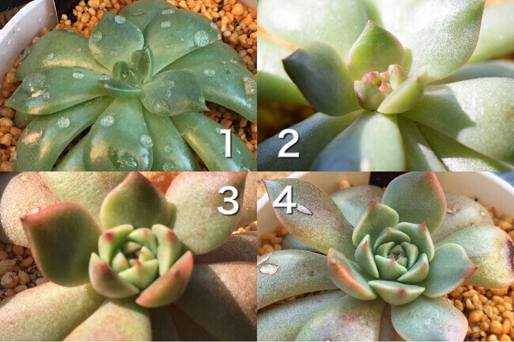 オリビアの投稿画像 By ひまわりさん 多肉植物とダイソーとエケベリア属と多肉女子と韓国苗とビフォーアフター 月11月24日 Greensnap グリーンスナップ