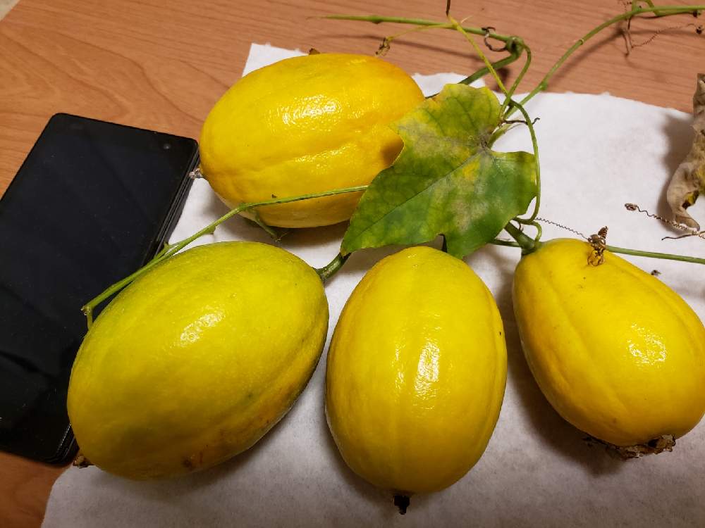 素敵な１日の投稿画像 By Min さん 医療 介護の皆様に感謝と毎日がspecial とチーム東京と勿体無いスッキリとキカラスウリの実 と笑うと癒しとコロナ撃退と今日も素敵な1日を とエールとお疲れ様でしたとキカラスウリの実 と部屋と命を大切にと素敵な１日と医療