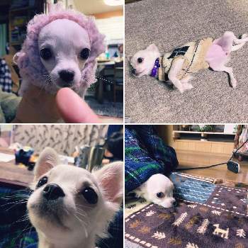 犬 チワワ きなこの投稿画像一覧 Greensnap グリーンスナップ