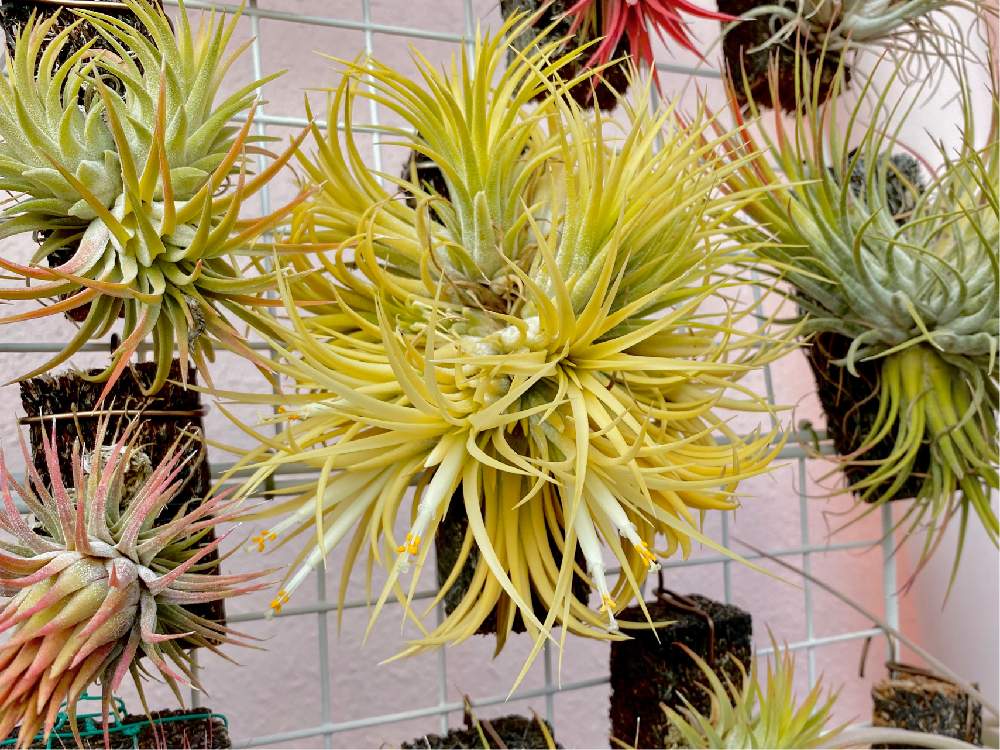 イオナンタ ドルイドの投稿画像 By ユーグレナさん エアプランツと癒しとエアープランツ チランジア 月11月24日 Greensnap グリーンスナップ