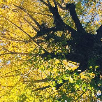 黄葉する木の投稿画像一覧 Greensnap グリーンスナップ