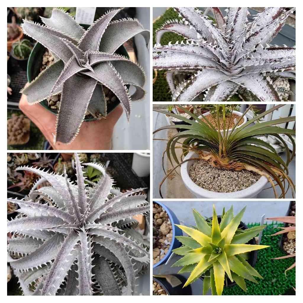 ディッキア グランマルニエ ホワイトフォリッジの一覧