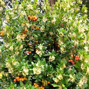 丸い実の投稿画像一覧 Greensnap グリーンスナップ