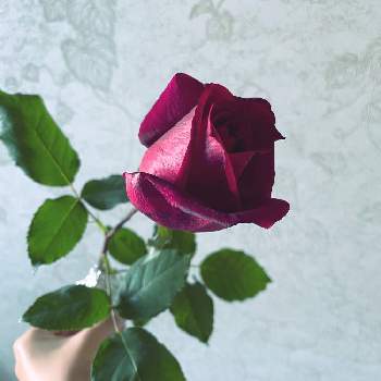 真っ赤な薔薇の花の画像 by meeさん | 部屋と薔薇♡とばら バラ 薔薇といい香りと真っ赤な薔薇の花と薔薇♪