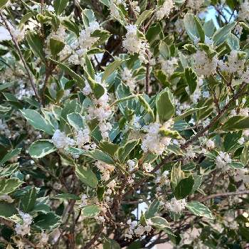 斑入りヒイラギ の投稿画像一覧 Greensnap グリーンスナップ