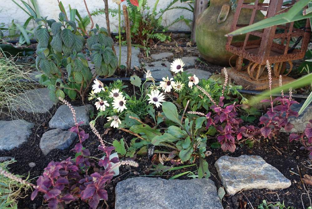 オステオスペルマムの投稿画像 By サッチさん アルテルナンテラ マーブルクィーン レッドとヘリオトロープと花のある暮らし 月11月24日 Greensnap グリーンスナップ