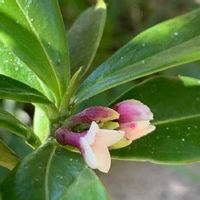 沈丁花 ジンチョウゲ の育て方 植え付けや植え替え時期は 剪定は必要 Greensnap グリーンスナップ