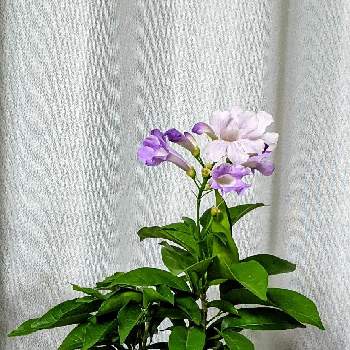 ガーリックバインの投稿画像一覧 Greensnap グリーンスナップ