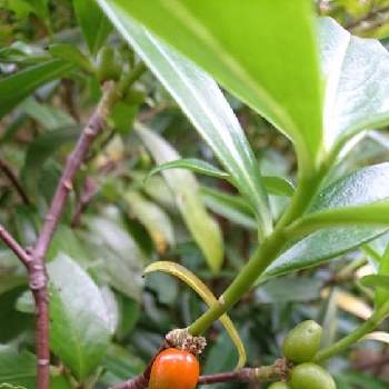 沈丁花の実の投稿画像一覧 Greensnap グリーンスナップ