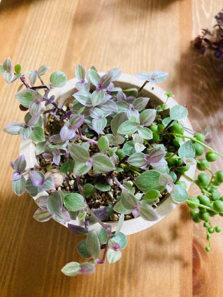 カリシア ロザート 9cmロング カリシア ロザート 9cmロング 【公式通販】