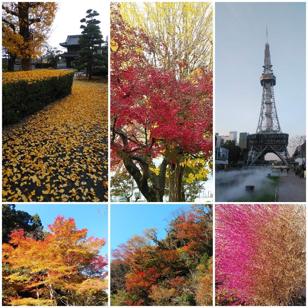植物 の イチョウ 名前 の 由来 は