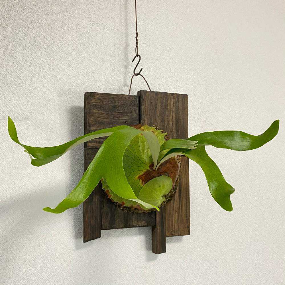 P. Horne's Surprise 成長記録 2025.2.12｜🍀GreenSnap（グリーン