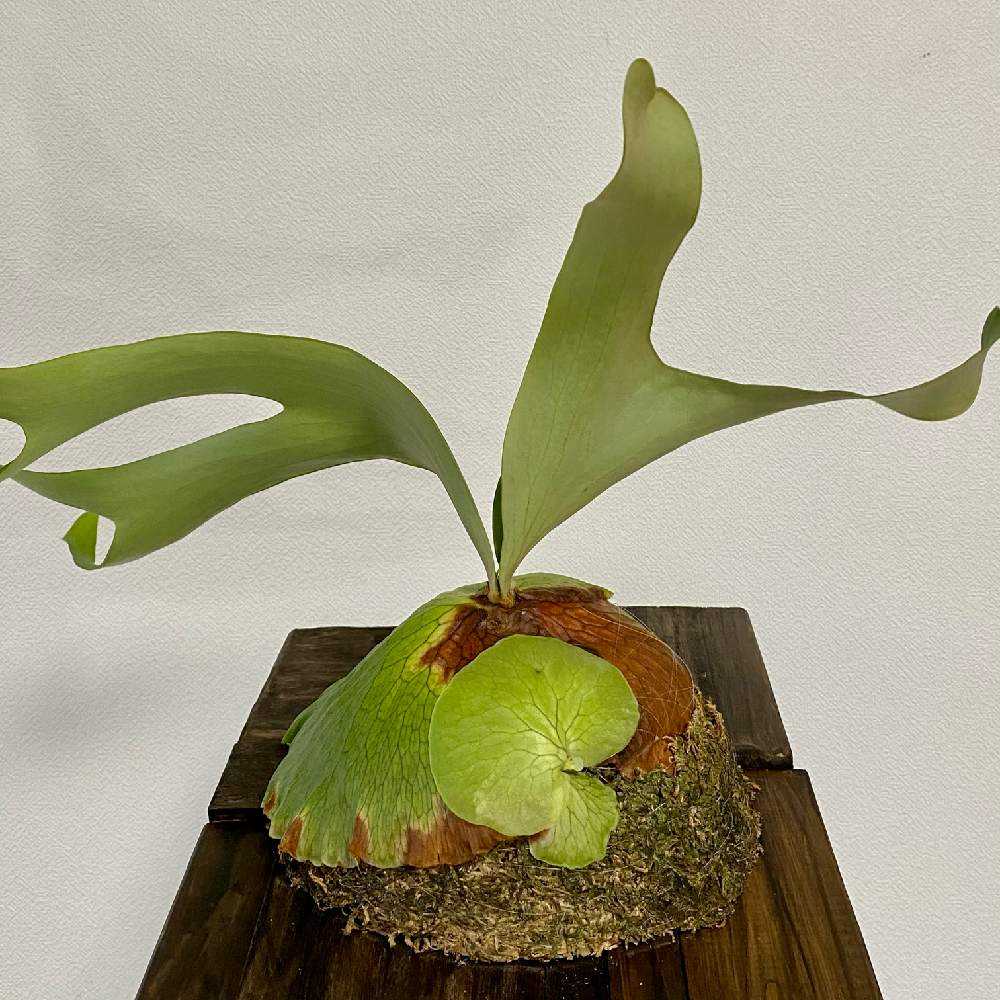 P. Horne's Surprise 成長記録 2025.2.12｜🍀GreenSnap（グリーン