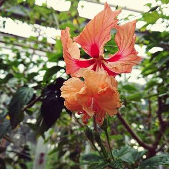 温室の植物の画像 by けいにゃんこさん | お出かけ先と温室の植物と素敵なネーミングと素敵なハイビスカスとオレンジの花と花のある暮らし