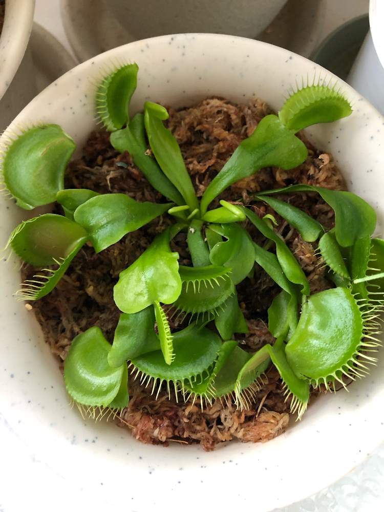 ハエトリグサの投稿画像 By まことさん 食虫植物 月11月25日 Greensnap グリーンスナップ