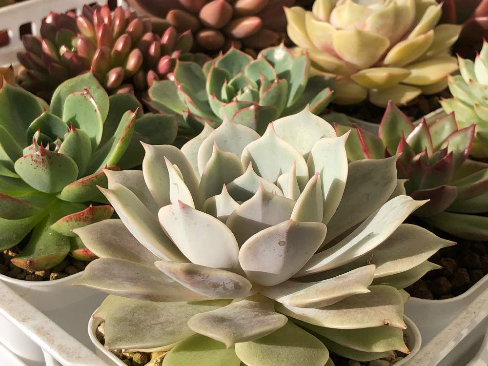 ローラの投稿画像 By 銀太さん エケベリア ローラと多肉植物と北の大地北海道とgs映えと冬支度と北海道タニラーとエケベリア属と多肉 女子とgreensnapmarcheと多肉棚とgreen Up と今日の多肉 月11月25日 Greensnap グリーンスナップ