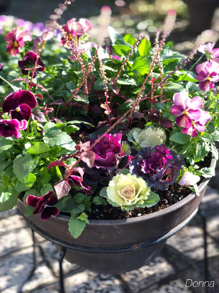 葉牡丹の投稿画像 By ドナさん ビオラとアルテルナンテラとアルテルナンテラ マーブルクイーンと赤紫色とビオラ パンジーとしぞーか勢と季節の寄せ植えとおうち園芸とがんばる とバラと夢clubと花のある暮らし 月11月25日 Greensnap グリーンスナップ