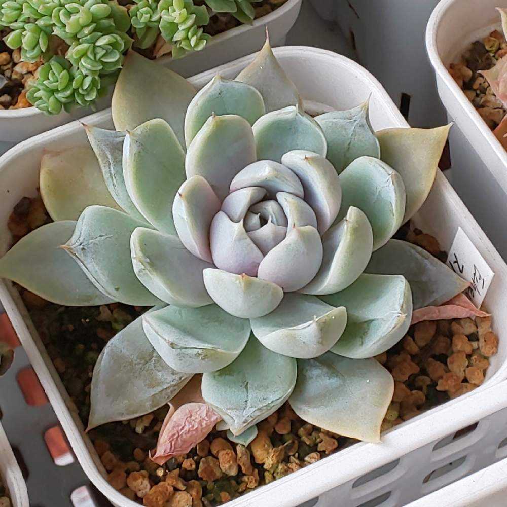 ❀269 スノーバニーの生長記録 2022.05.19更新｜🍀GreenSnap（グリーン