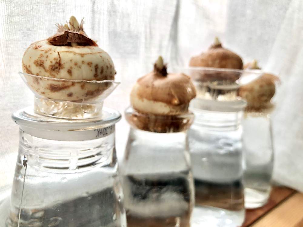 クロッカスの投稿画像 By 道端 りりりさん アヤメ科とクロッカス水耕栽培 月11月25日 Greensnap グリーンスナップ