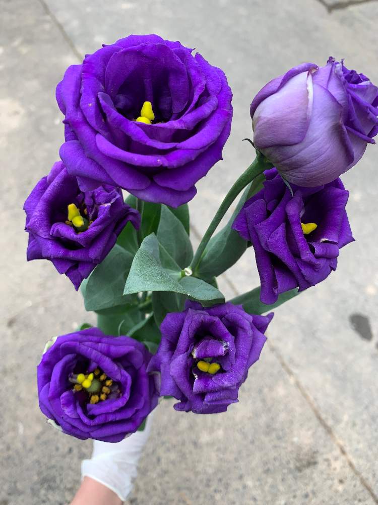 八重咲きトルコキキョウの投稿画像 By さちこさん 紫の花とトルコキキョウ 紫と八重トルコききょう 月11月25日 Greensnap グリーンスナップ