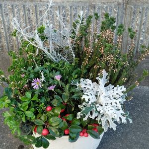 白妙菊,ｴﾚﾓﾌｨﾗﾆﾍﾞｱ,ｶﾙｰﾅ,ﾁｪｯｶｰﾍﾞﾘｰ.,ﾊﾟｲﾝｼｭｶﾞｰの画像