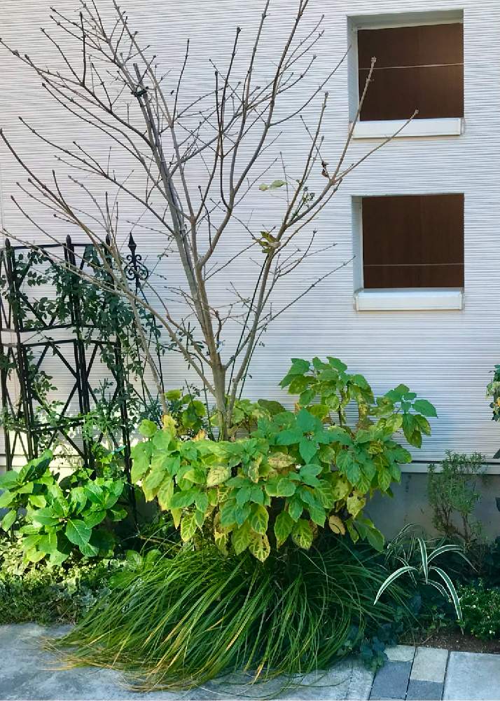 アジサイの投稿画像 By みなさん アナベルとアオダモと庭木と花のある暮らし 月11月25日 Greensnap グリーンスナップ