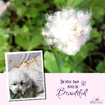 トイプードルのわたの投稿画像一覧 Greensnap グリーンスナップ