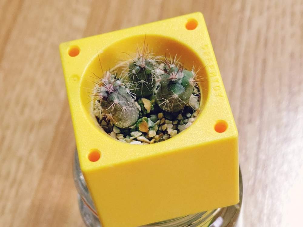 サボテンを種から育てるの投稿画像 By まどりぃさん サボ活とちびすけととげとげくんとおうち園芸と多肉植物とサボテン 月11月25日 Greensnap グリーンスナップ