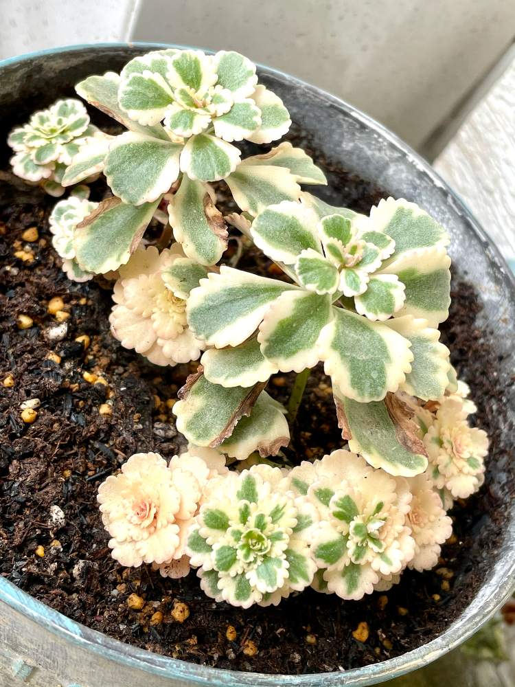 セダム アトランティスの投稿画像 By なつままさん 多肉植物とおうち園芸と多肉女子と花のある暮らしと多肉寄せ植え 月11月25日 Greensnap グリーンスナップ