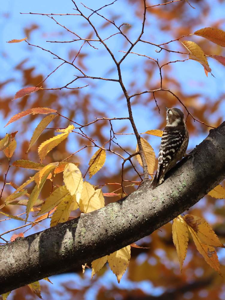 ケヤキ の投稿画像 By こでまりさん Canon Eos Kiss M とコゲラ と鳥 月11月25日 Greensnap グリーンスナップ