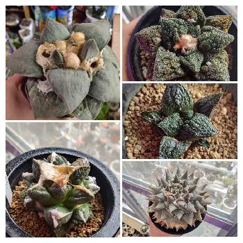 アリオカルプス 玉牡丹の投稿画像一覧 Greensnap グリーンスナップ