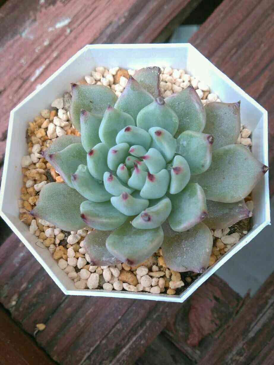 メクセンシスザラゴーサ✨の一覧｜🍀GreenSnap（グリーンスナップ）