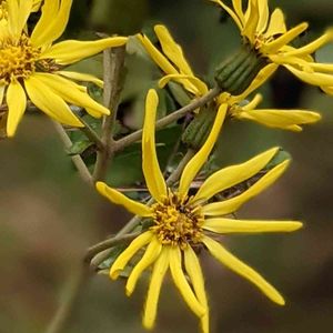 ツワブキ,ツワブキ,庭園,黄色の花,お出かけ先の画像