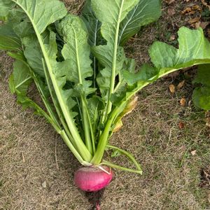 飛騨赤カブ,収穫,冬野菜,冬の野菜,おうち園芸の画像