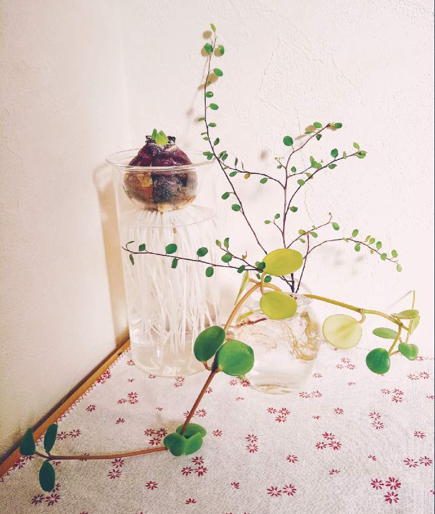 ヒヤシンスの投稿画像 By はしさん ワイヤープランツとペペロミア ホープと観葉植物と花瓶とトイレの癒し 月11月25日 Greensnap グリーンスナップ
