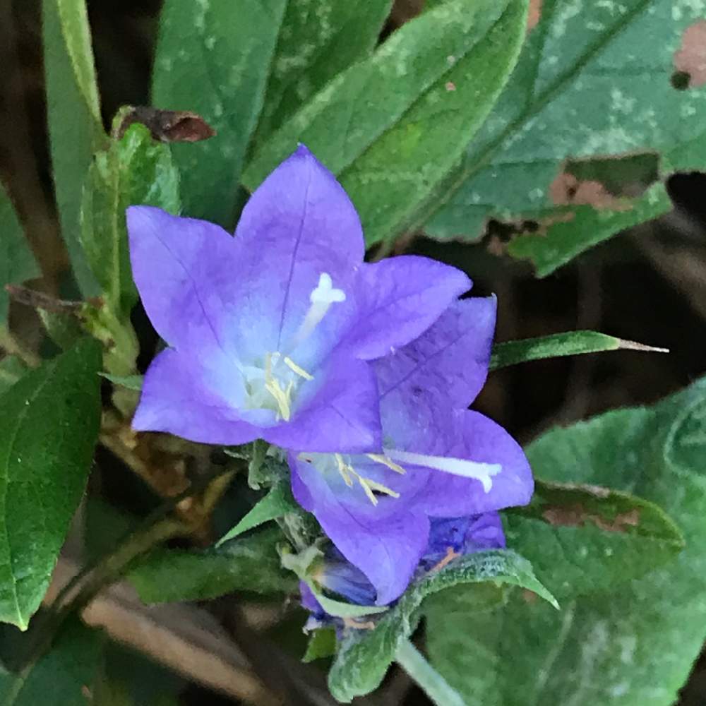 トウシャジンの投稿画像 By ひろりん さん 小石川植物園と青い花マニアとチーム ブルーとチーム ブルーno 001と珍しい青い花見つけたと青いききょう科マニア 月11月25日 Greensnap グリーンスナップ