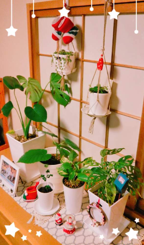 採光良好の投稿画像 By のぶやんさん 観葉植物と癒しとおうち園芸とハンギングとクリスマスディスプレイ 月11月25日 Greensnap グリーンスナップ