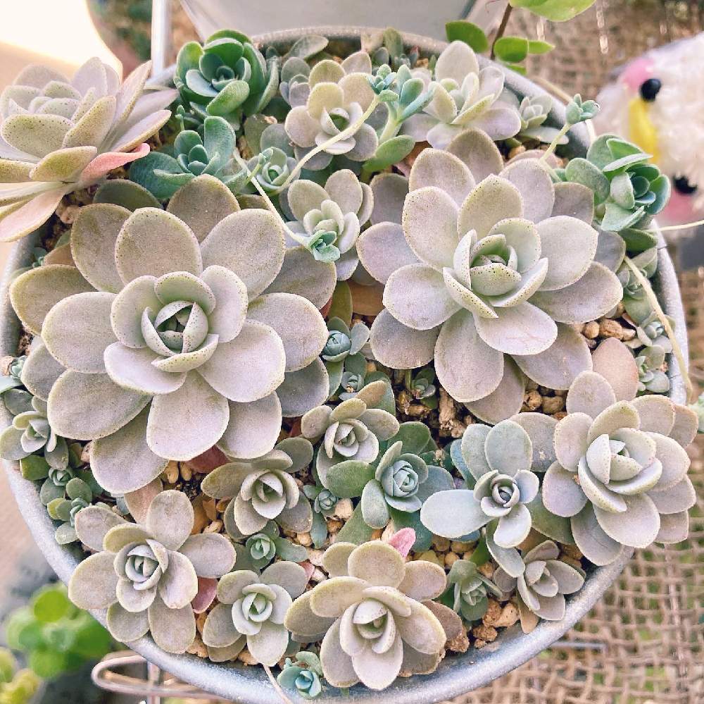 多肉初心者の投稿画像 By Tahitiさん 子持ち蓮華 と多肉女子と多肉植物が好きな人と繋がりたい 月11月25日 Greensnap グリーンスナップ