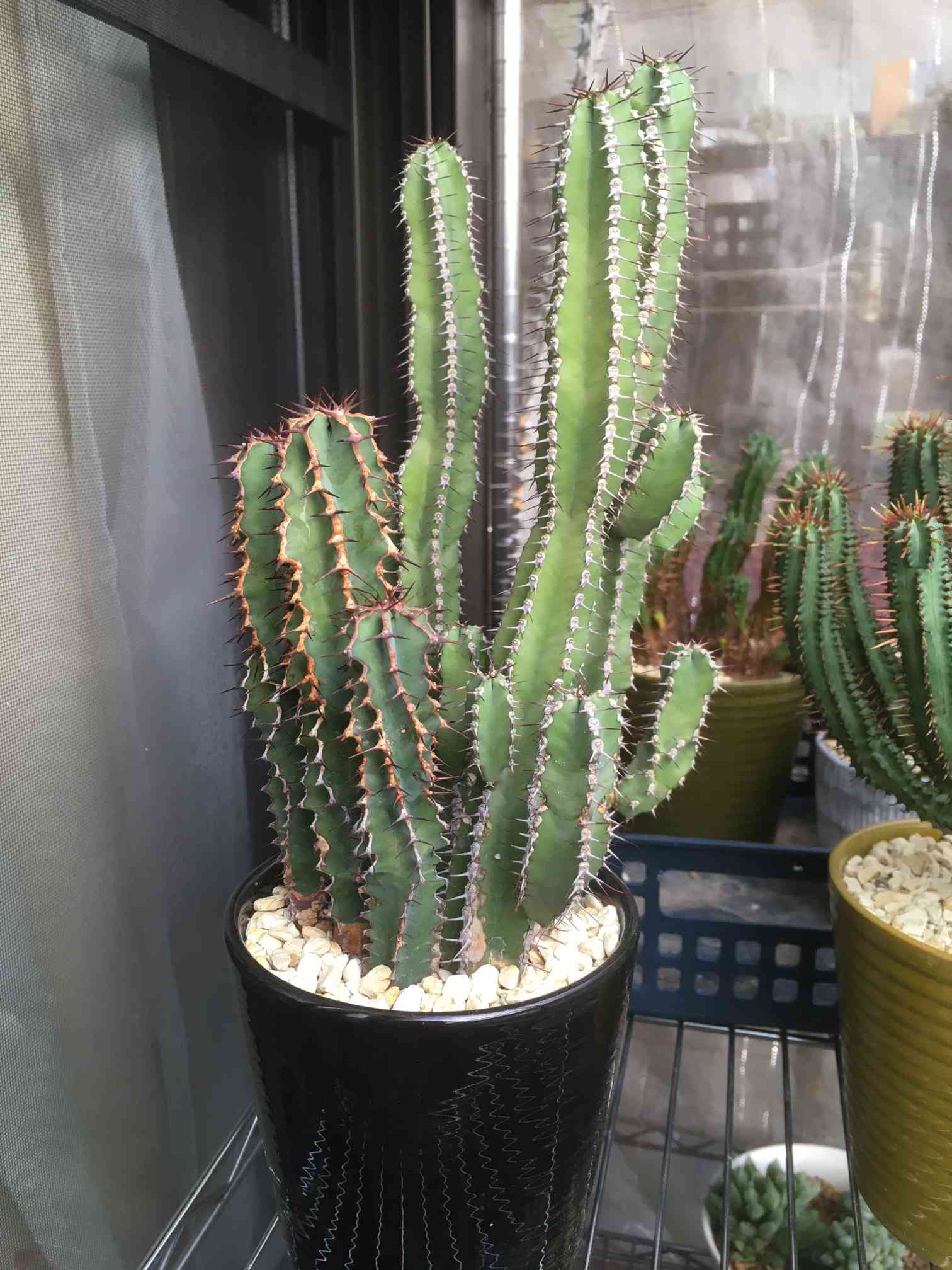 ユーフォルビア クーペリーの一覧｜🍀GreenSnap（グリーンスナップ）