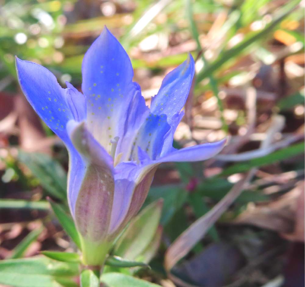 リンドウの投稿画像 By みどり さん リンドウ科とリンドウ属と嬉しいと癒しと感謝と美しいとお花が好き と花のある暮らしとコンデジとリンドウ科と リンドウ属と嬉しいと癒しと感謝と美しいとお花が好き と花のある暮らしとコンデジ 月11月25日 Greensnap