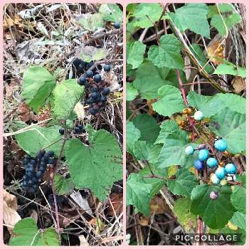 ヤマブドウの実の投稿画像一覧 Greensnap グリーンスナップ