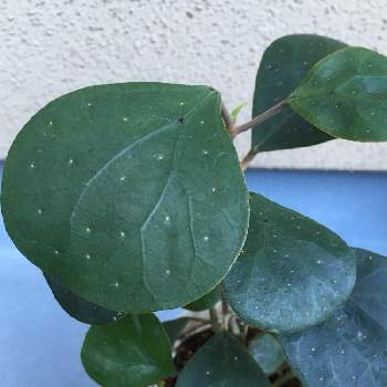 変わった葉っぱの投稿画像一覧 Greensnap グリーンスナップ