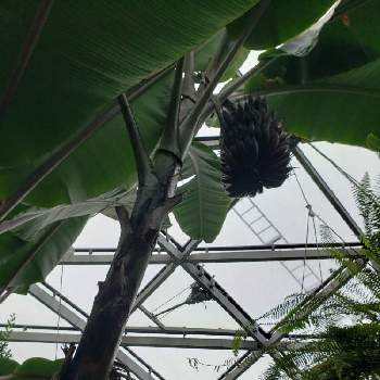 新宿御苑大温室の投稿画像一覧 Greensnap グリーンスナップ