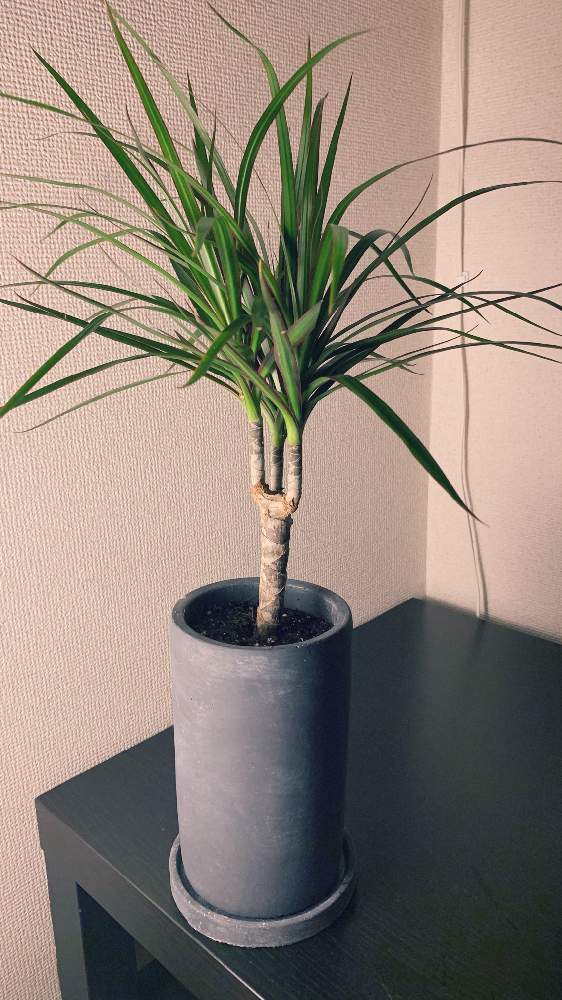 ドラセナ コンシンネの投稿画像 By まさおじさん 観葉植物とthe Farm Universal 千葉 月11月25日 Greensnap グリーンスナップ