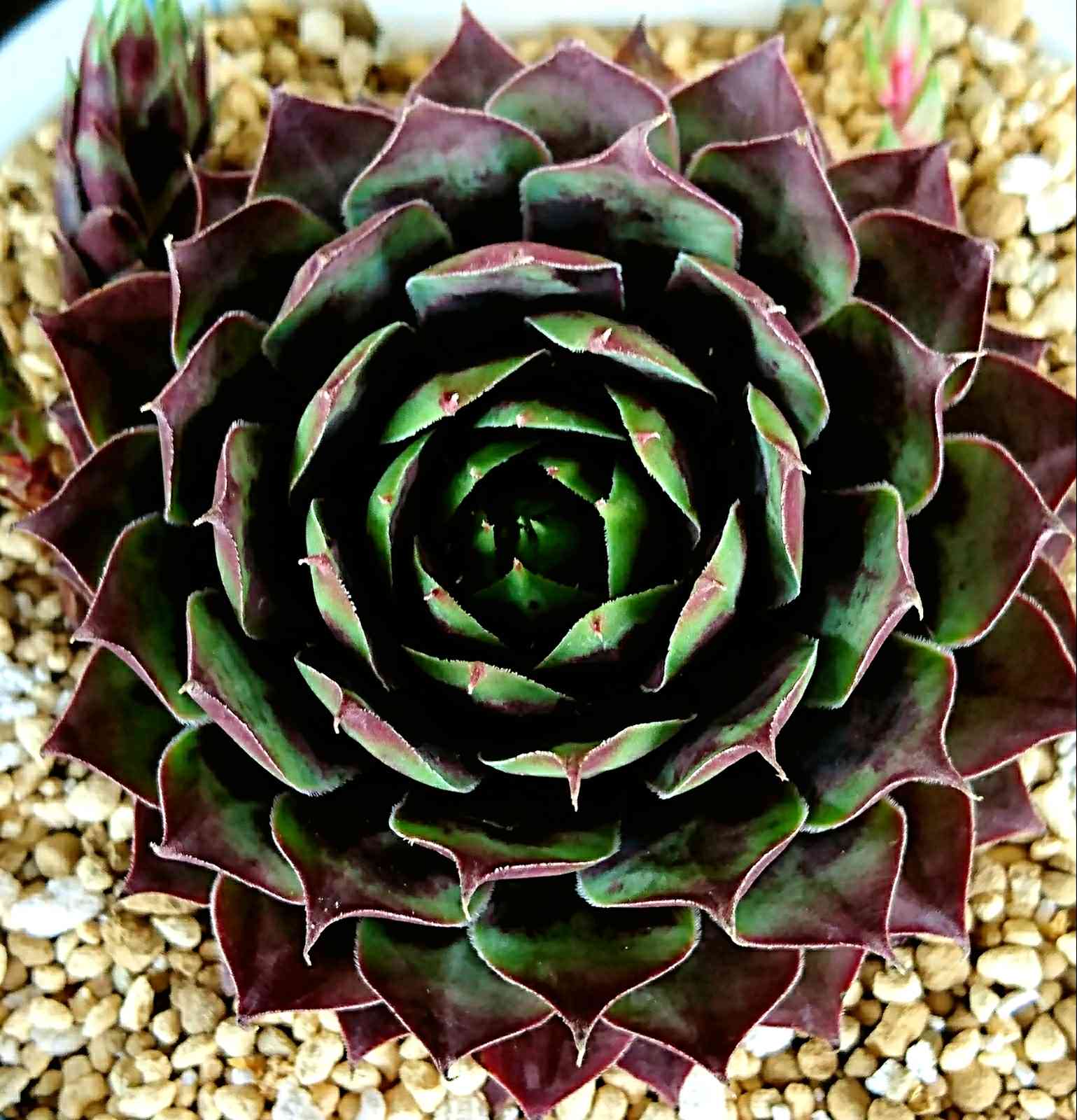 総合福袋 ⑦ Sempervivum センペルビウム クランベリーカクテル