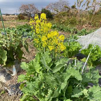 チーマ・ディ・ラーパの画像 by dp106さん | 畑とチーマ・ディ・ラーパと家庭菜園